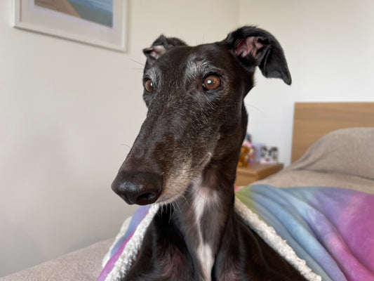 Monday 1st January 2024 - A greyhounds life