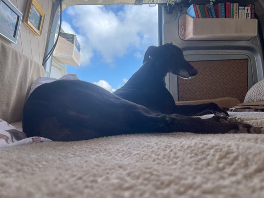 Does Miss Nancy the greyhound like my campervan?
