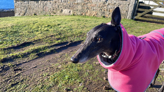 Ten reasons to adopt a greyhound (why ex-racing greyhounds make such good pets)