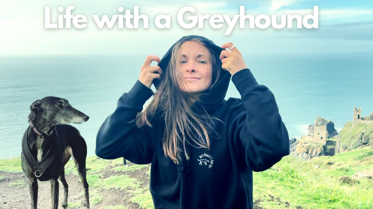 Load video: solo adventures with my dog a day in the life of a greyhound